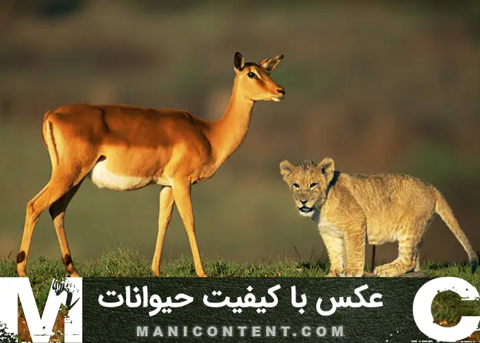 عکس حیوانات